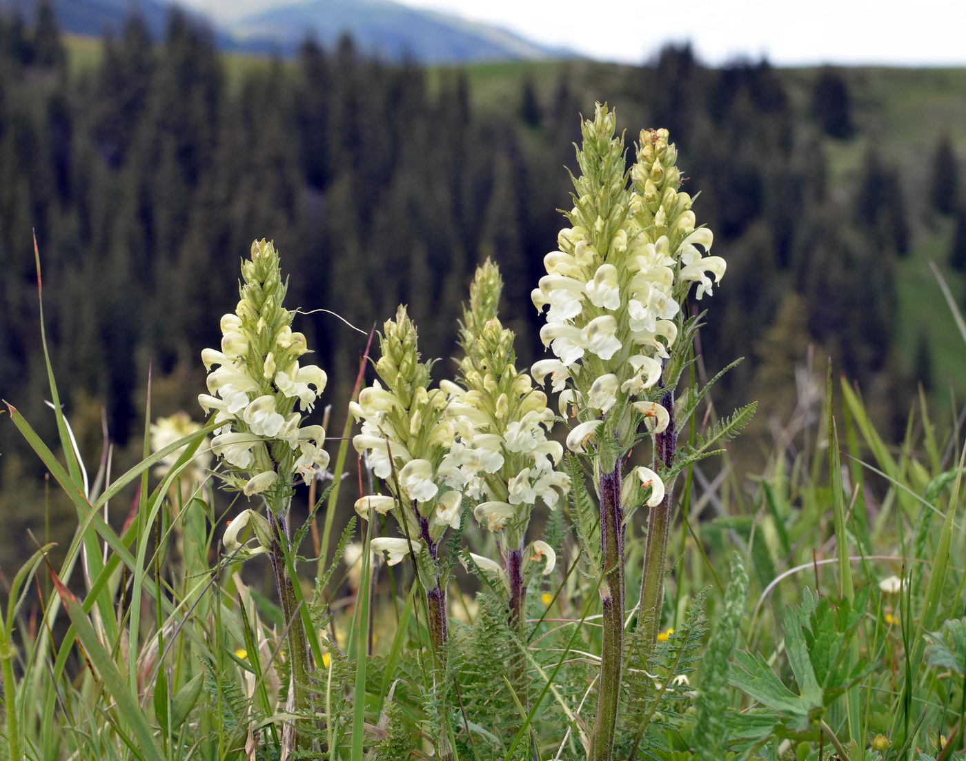 Image of Pedicularis dolichorrhiza specimen.