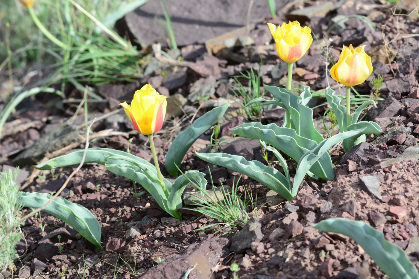 Изображение особи Tulipa alberti.