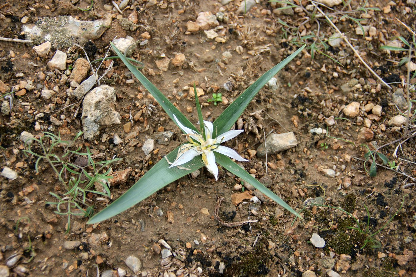 Image of Merendera robusta specimen.