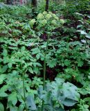 Heracleum sibiricum. Верхняя часть цветущего растения. Украина, Черкасская обл., Каневский р-н, Региональный ландшафтный парк \"Трахтемиров\", лесная дорога. 3 июля 2010 г.