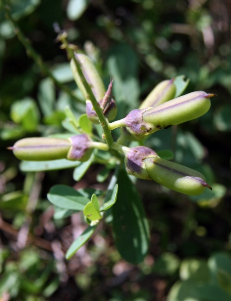 Image of Crotalaria assamica specimen.