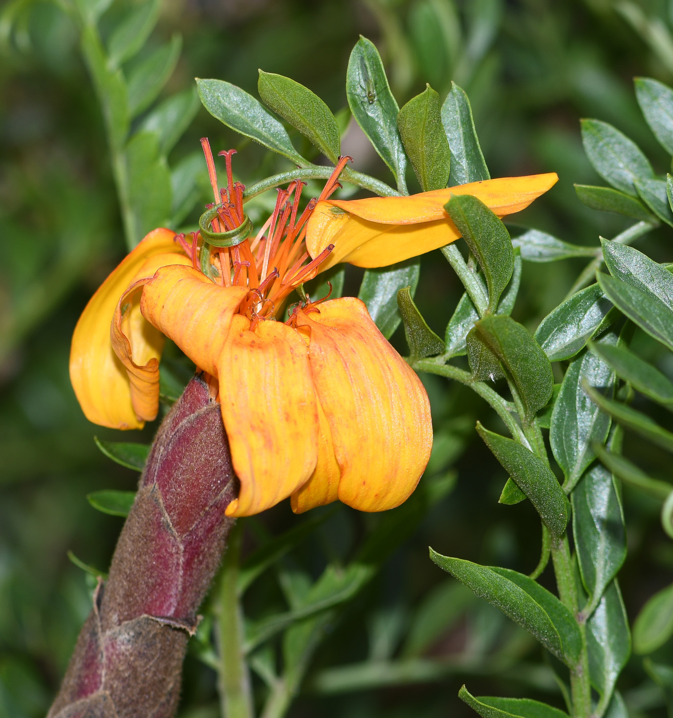 Изображение особи Mutisia acuminata.