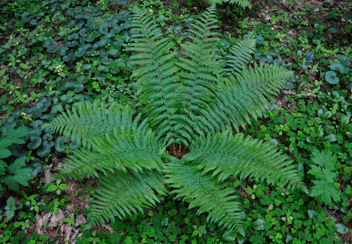 Image of Dryopteris filix-mas specimen.