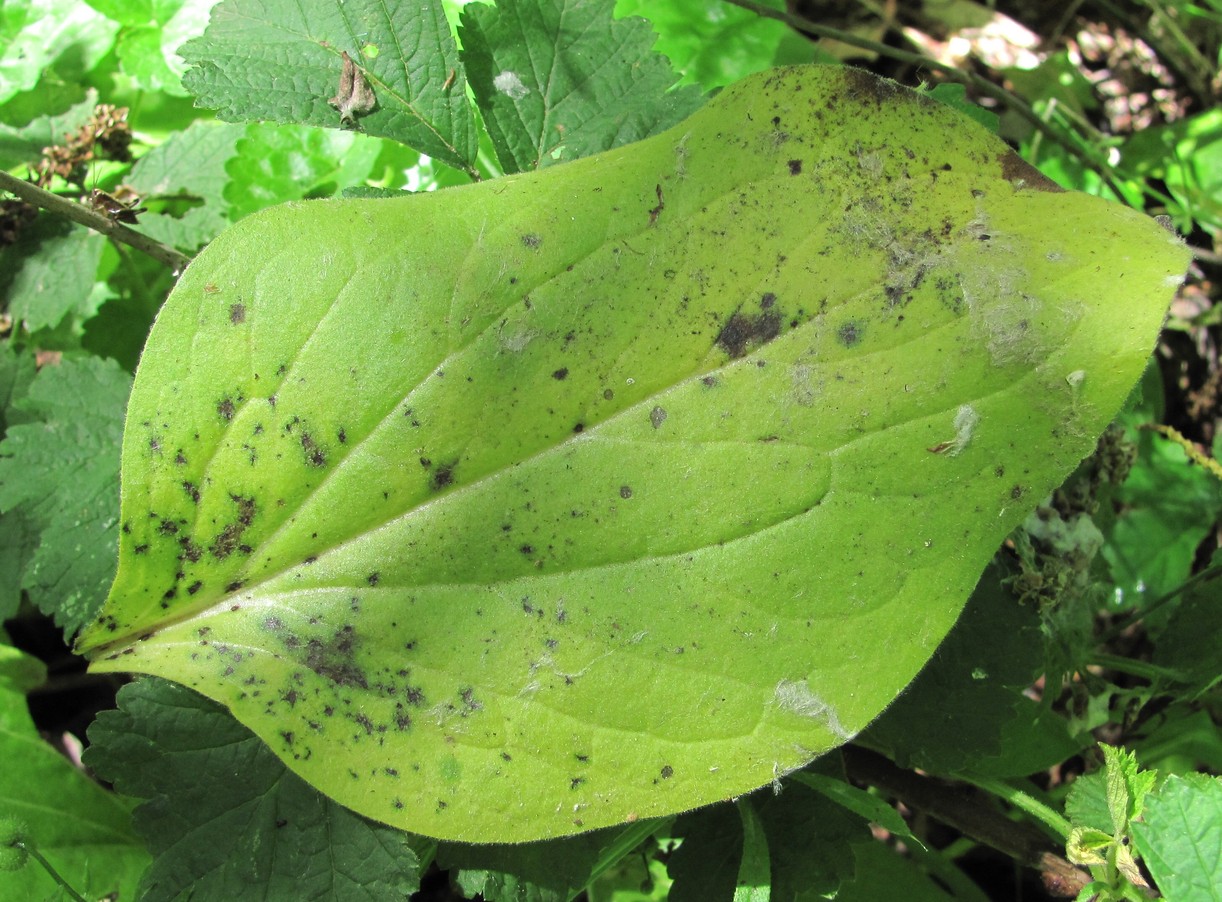 Image of Solenanthus biebersteinii specimen.