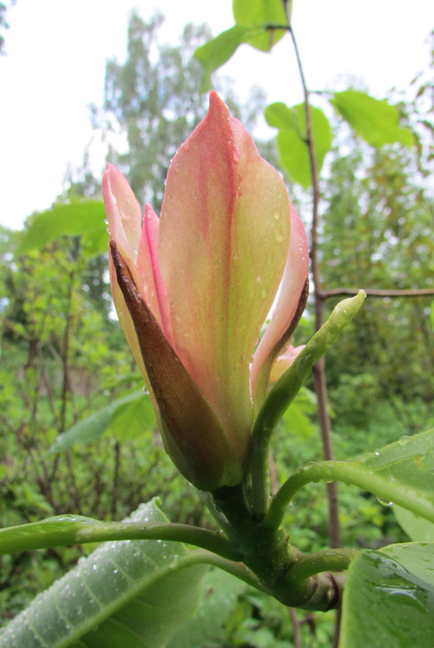 Image of genus Magnolia specimen.