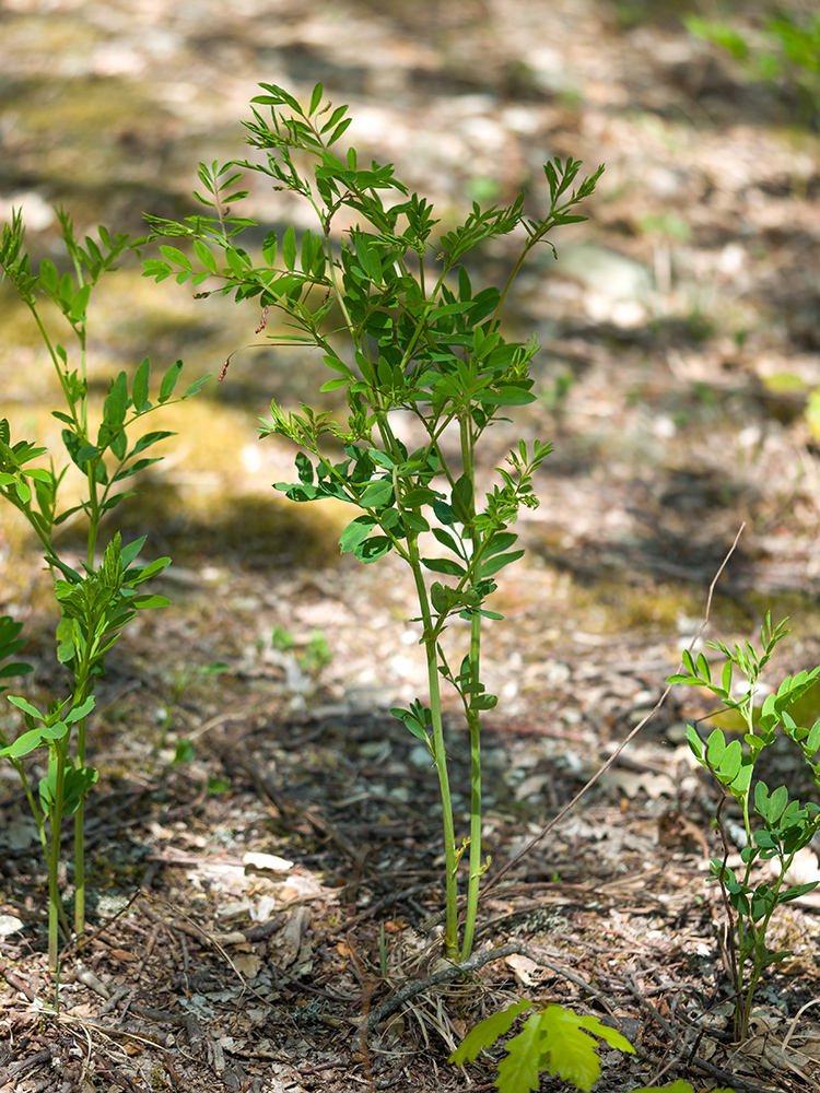 Image of Lathyrus niger specimen.