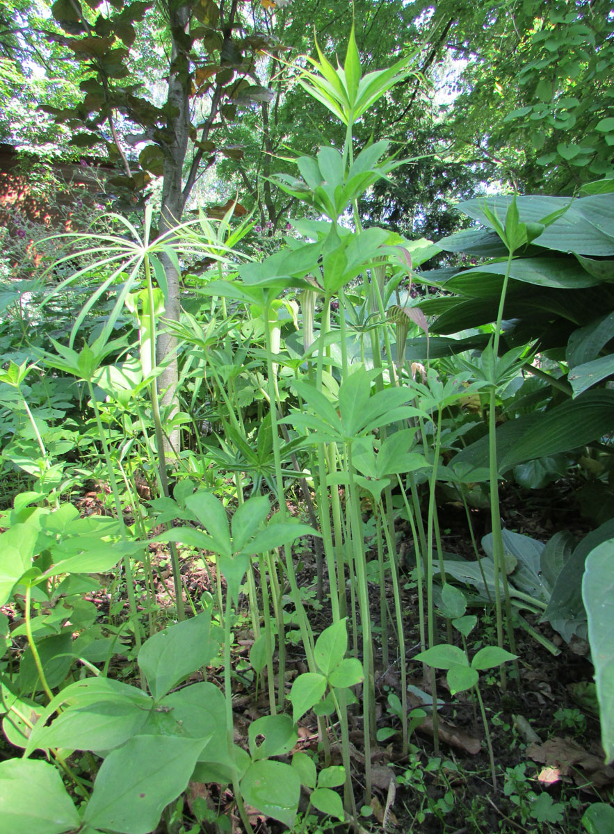 Изображение особи Arisaema ciliatum.