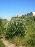 Salix phylicifolia. Общий вид. Санкт-Петербург, Приморский р-н, окр. пересечения просп. Авиаконструкторов и Шуваловского просп., луговина. 23.06.2020.