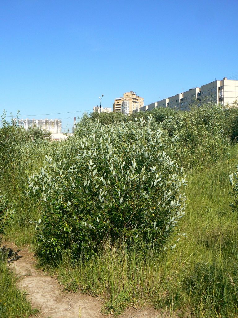 Изображение особи Salix phylicifolia.