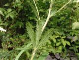 Potentilla astracanica