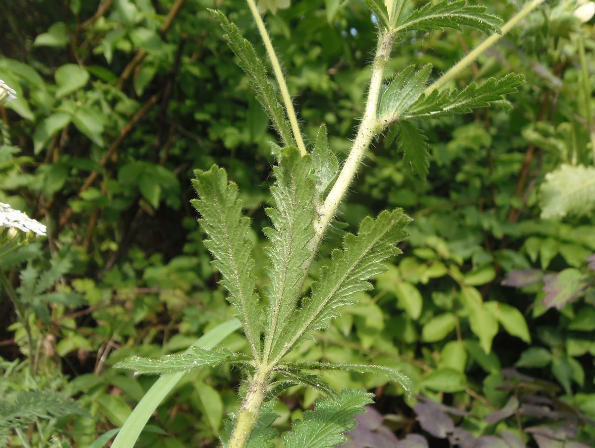 Image of Potentilla astracanica specimen.