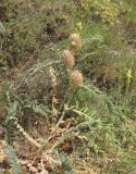 Astragalus maximus. Отцветшее растение. Кабардино-Балкария, Эльбрусский р-н, окр. с. Нейтрино, ок. 1850 м н.у.м., сухой склон. 08.07.2020.