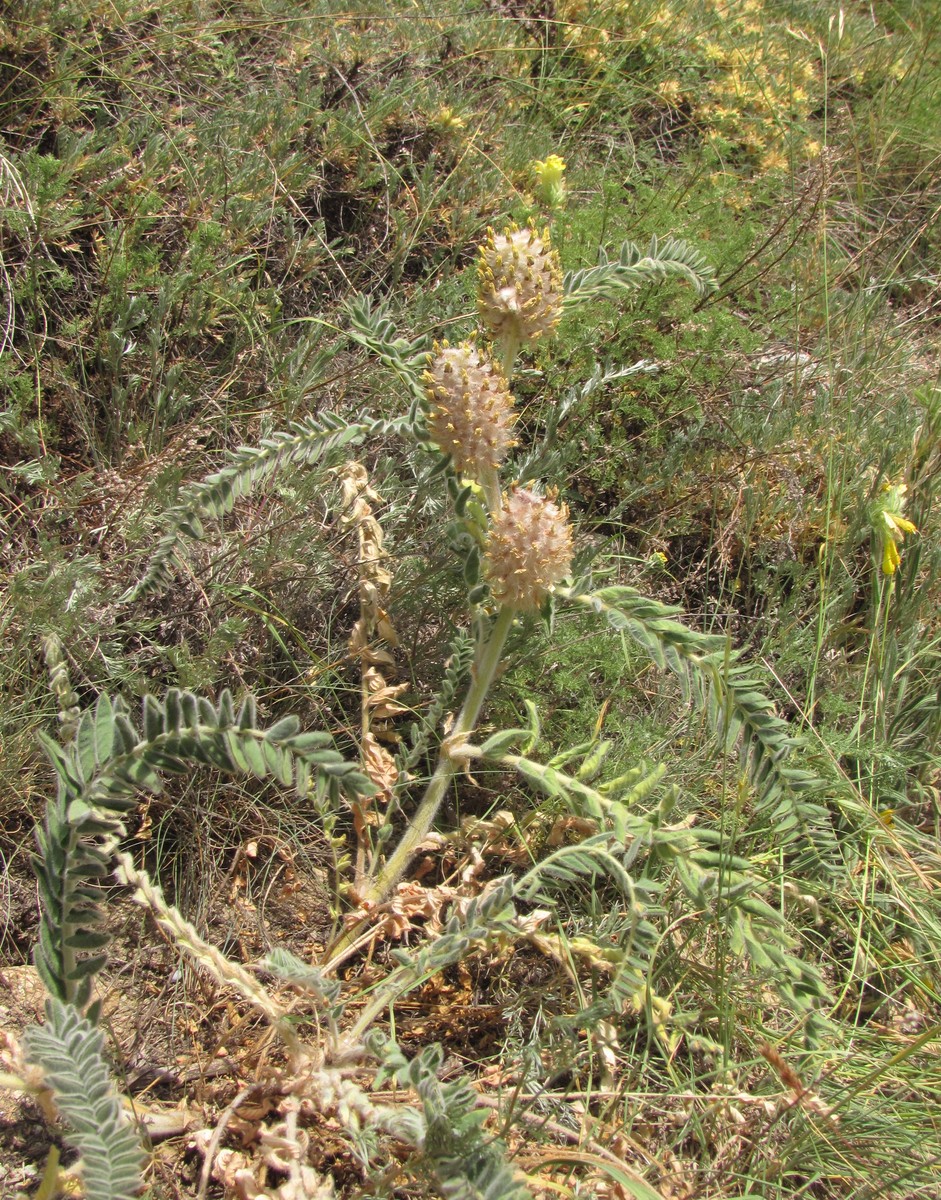 Изображение особи Astragalus maximus.