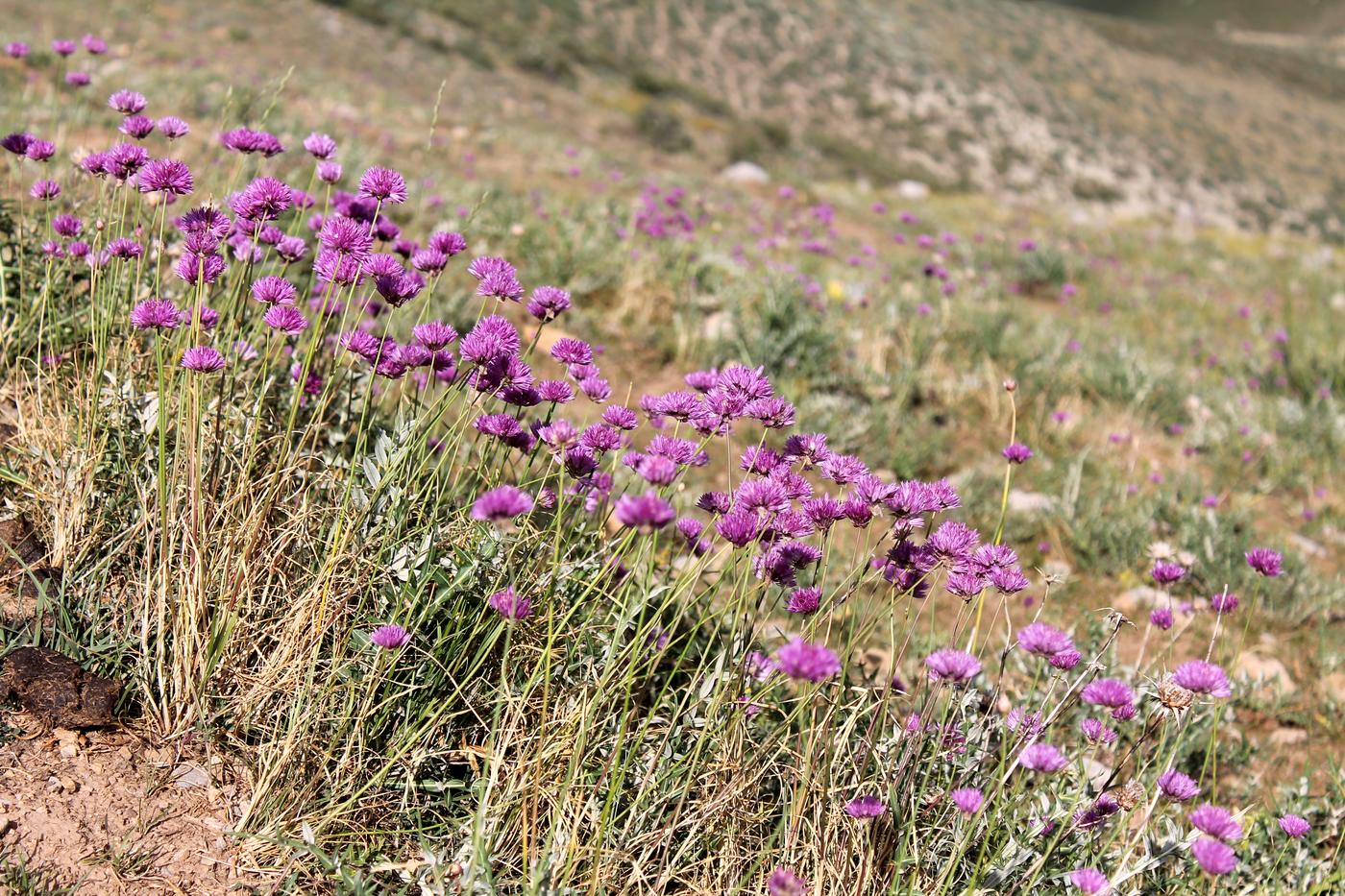 Image of Allium barsczewskii specimen.