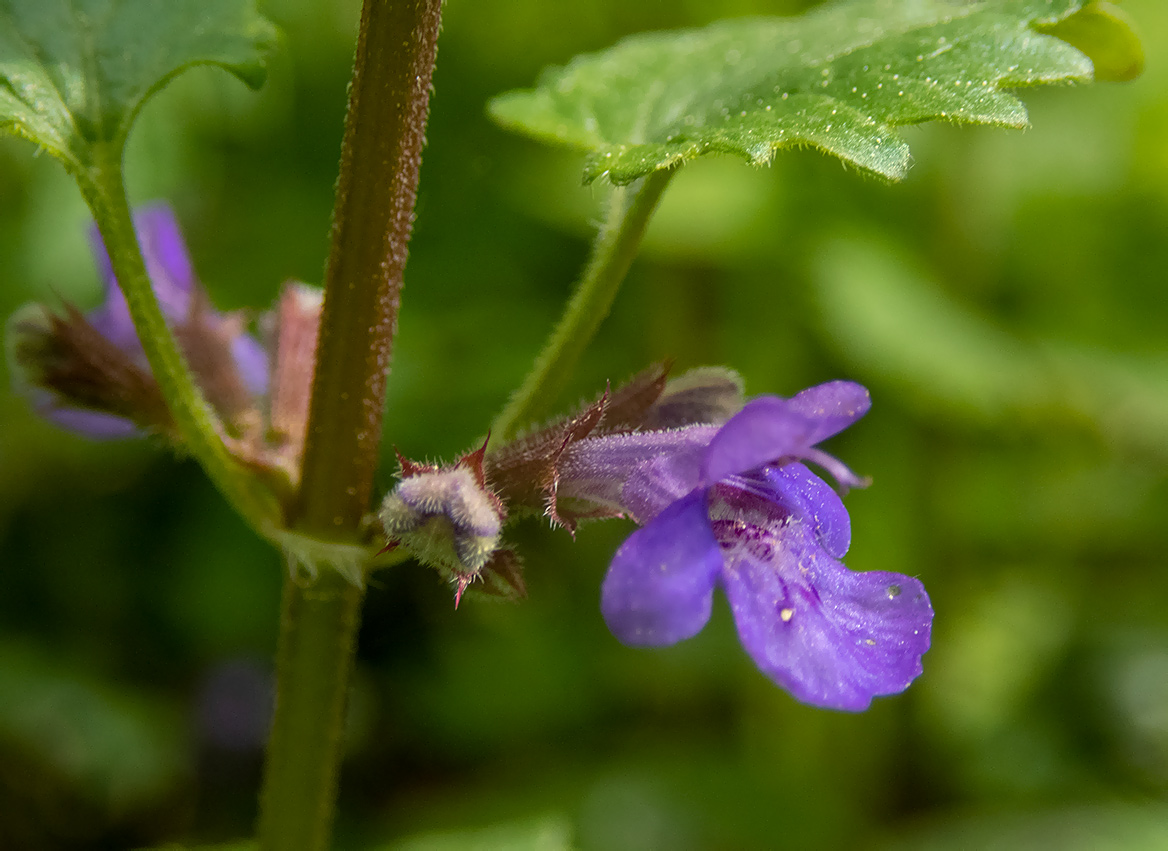 Изображение особи Glechoma hederacea.