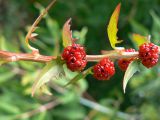 Blitum virgatum