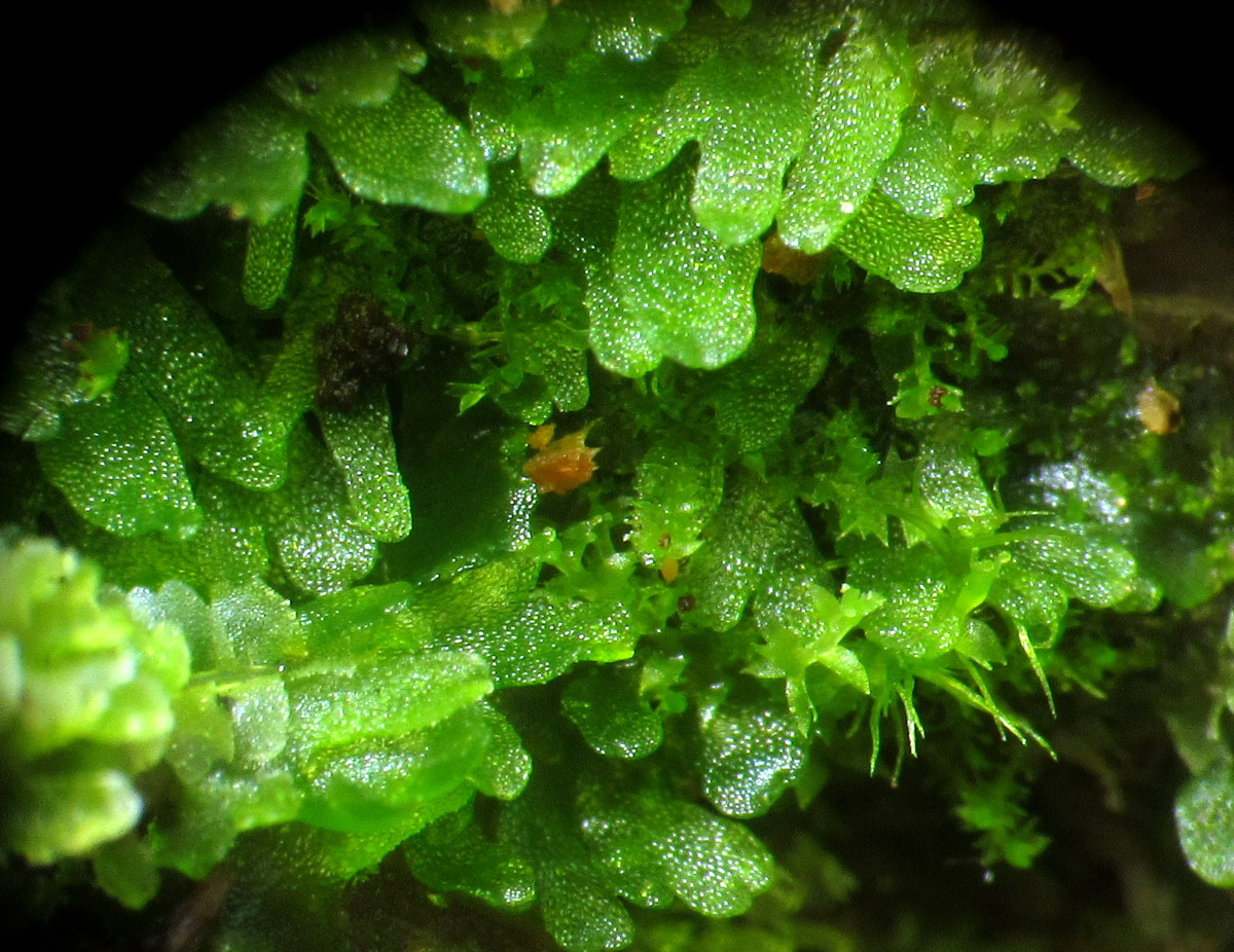 Image of Riccardia palmata specimen.