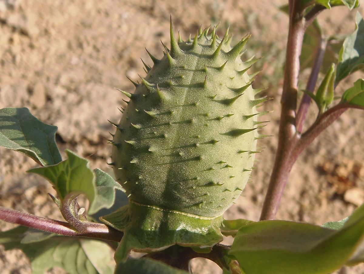 Image of Datura stramonium var. tatula specimen.