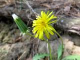 Taraxacum erythrospermum