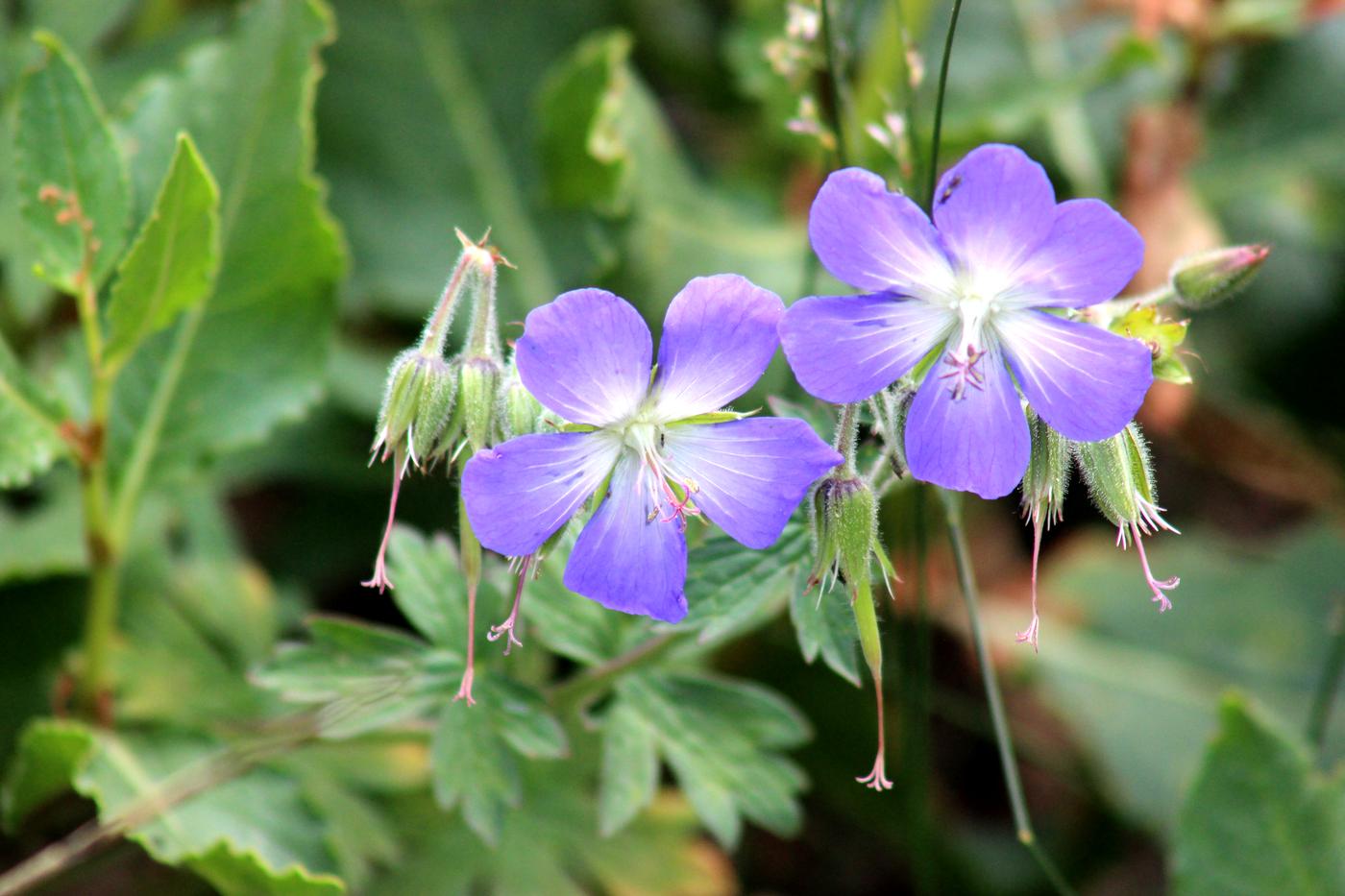 Image of Geranium saxatile specimen.