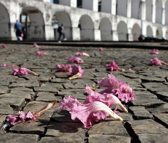 Изображение особи род Tabebuia.