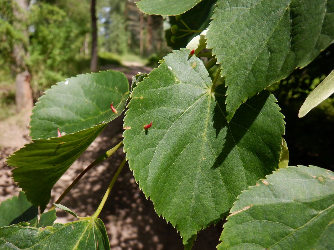 Изображение особи Tilia cordata.