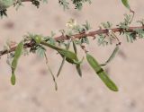 Vachellia reficiens