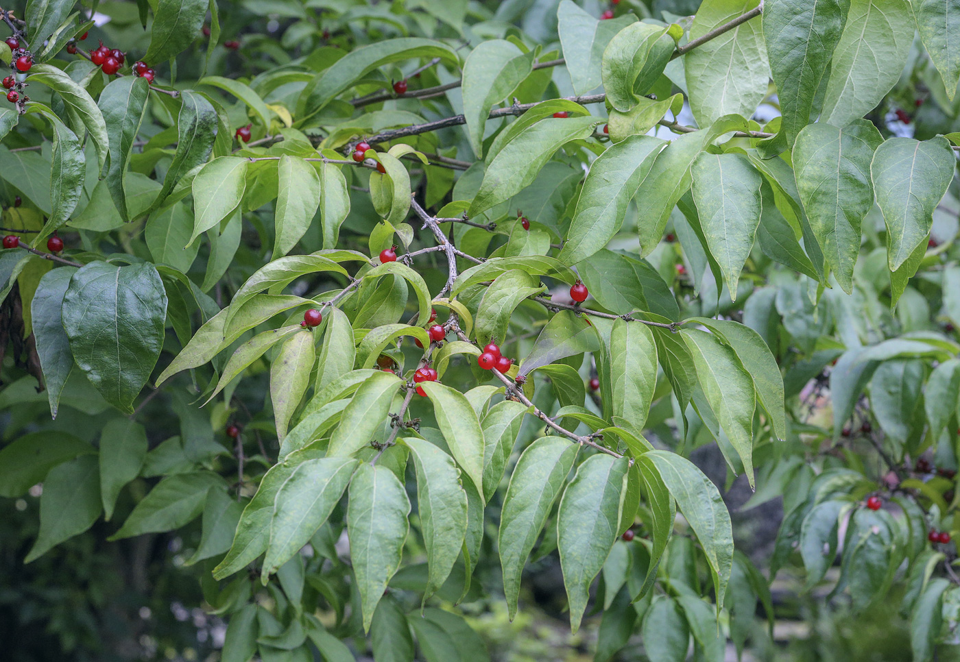 Изображение особи Lonicera maackii.