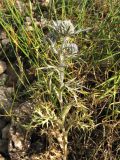Eryngium amethystinum. Цветущее растение. Хорватия, Дубровник, гора Srd, травянистый склон с одиночными кустарниками. 28 августа 2010 г.