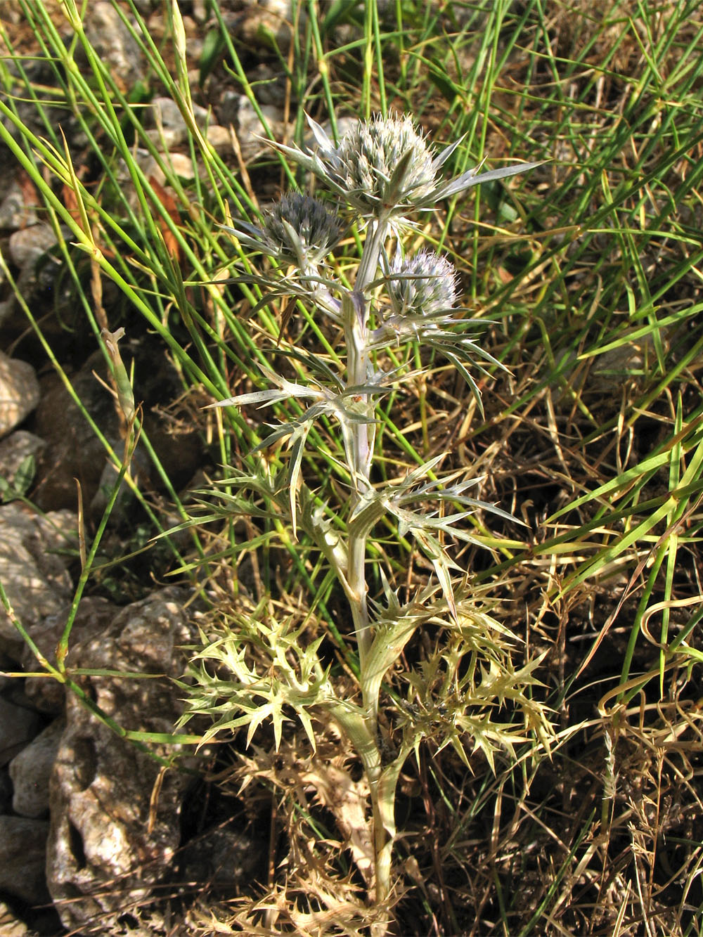 Изображение особи Eryngium amethystinum.