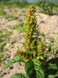 Amaranthus retroflexus. Верхушка побега с соцветием с формирующимися плодами. Нидерланды, провинция Гелдерланд, г. Гендт, Гендтский польдер, песчаный берег старицы реки Ваал (основной рукав в дельте Рейна). 4 сентября 2010 г.