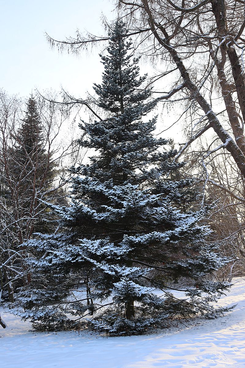 Image of Abies fraseri specimen.