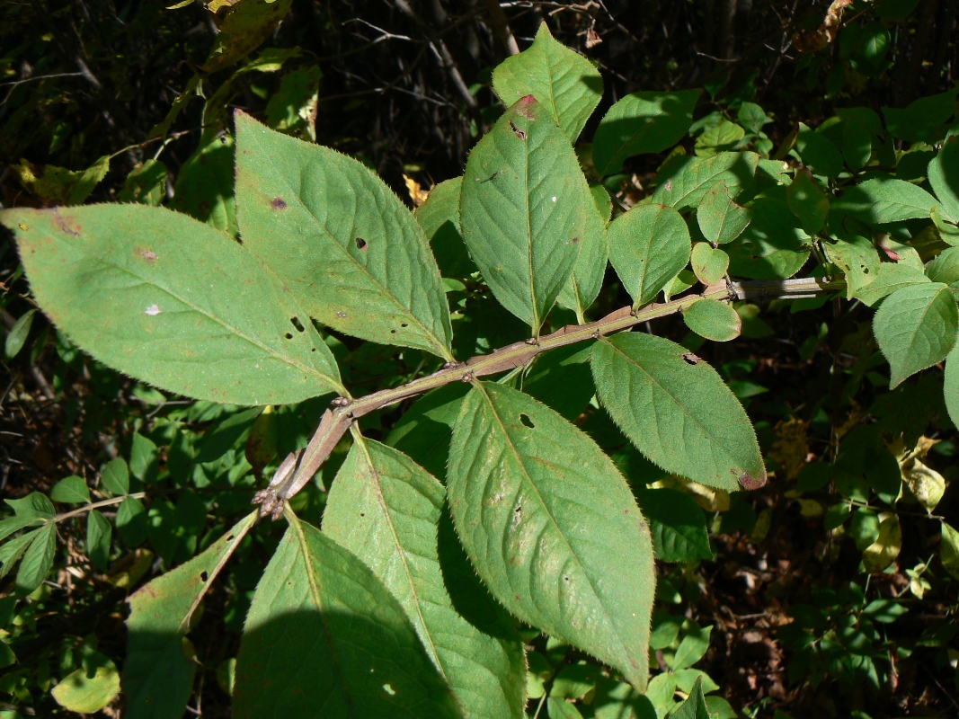 Image of Euonymus sacrosanctus specimen.