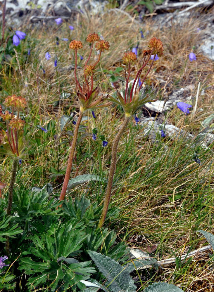 Image of Anemonastrum biarmiense specimen.