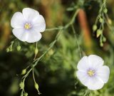 Linum austriacum. Цветки светлоокрашенные. Краснодарский край, окр. г. Тихорецк, суходольный луг. 02.06.2019.