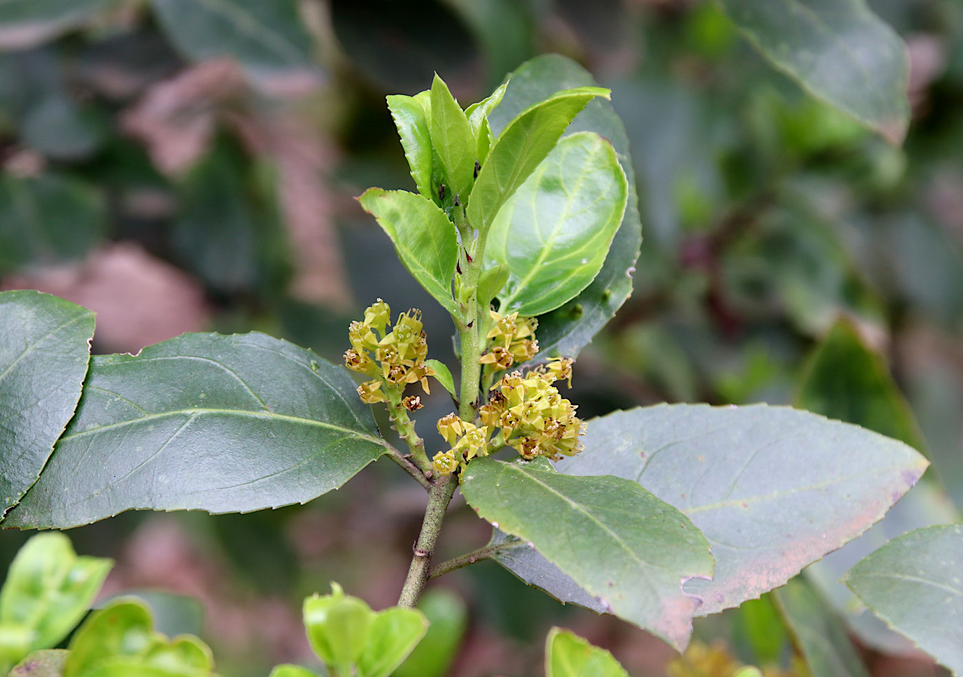 Image of Rhamnus alaternus specimen.