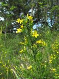 Jasminum fruticans. Верхушка веточки с цветками. Краснодарский край, Абинский р-н, хр. Папай, каменистый склон. 14.05.2020.