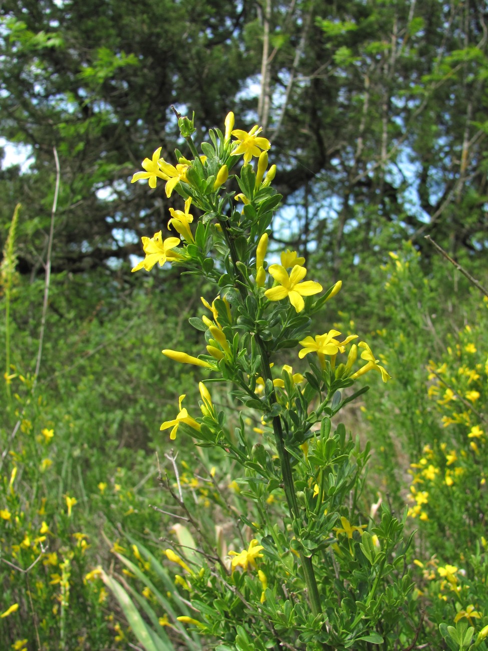 Изображение особи Jasminum fruticans.