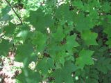 Acer cappadocicum. Верхушка ветви; листья поражены вирусом(?). Краснодарский край, Абинский р-н, окр. пос. Новый, широколиственный лес. 27.05.2020.