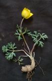 Anemone baissunensis