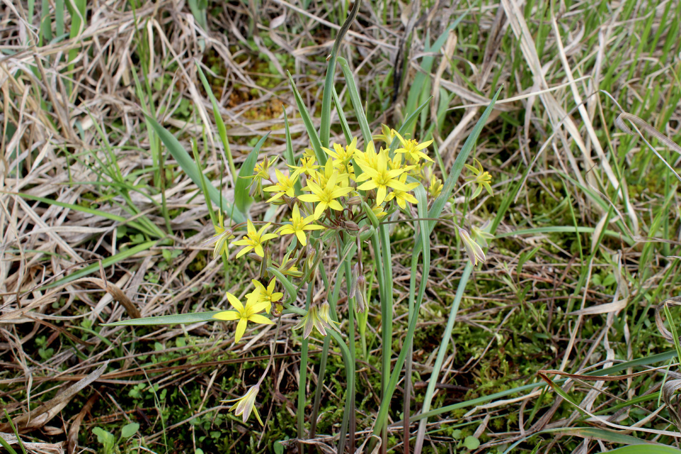 Изображение особи Gagea erubescens.