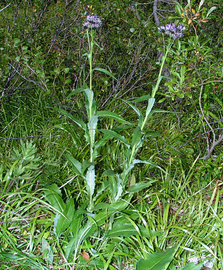 Изображение особи Saussurea parviflora.