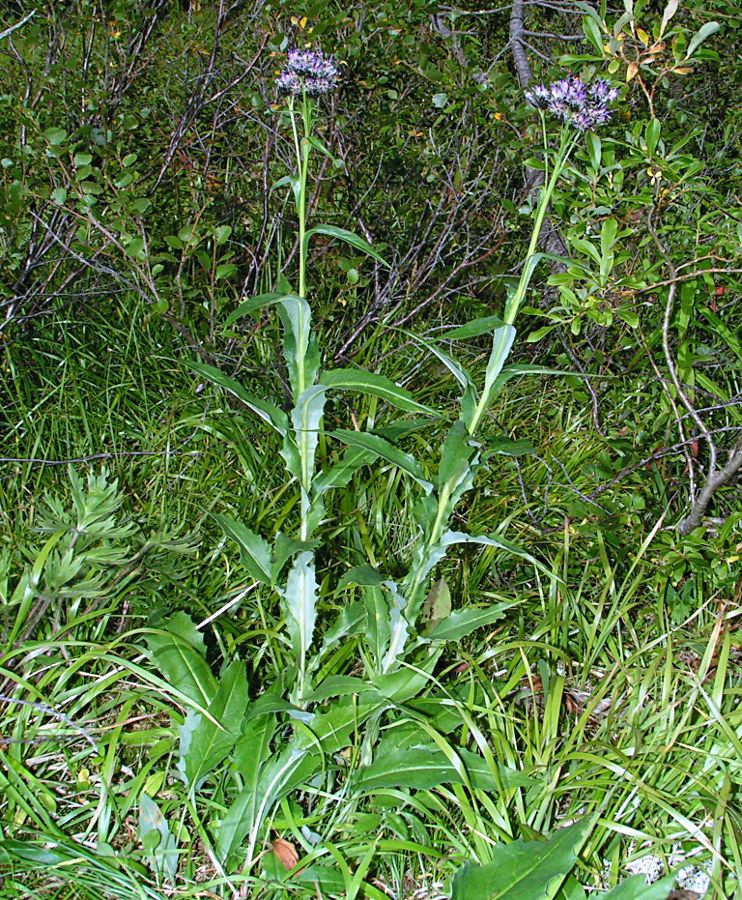 Image of Saussurea parviflora specimen.