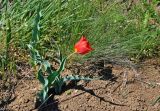 Tulipa suaveolens. Цветущее растение. Крым, Караларский природный парк, окр. бухты Шелковица, степь. 08.05.2021.