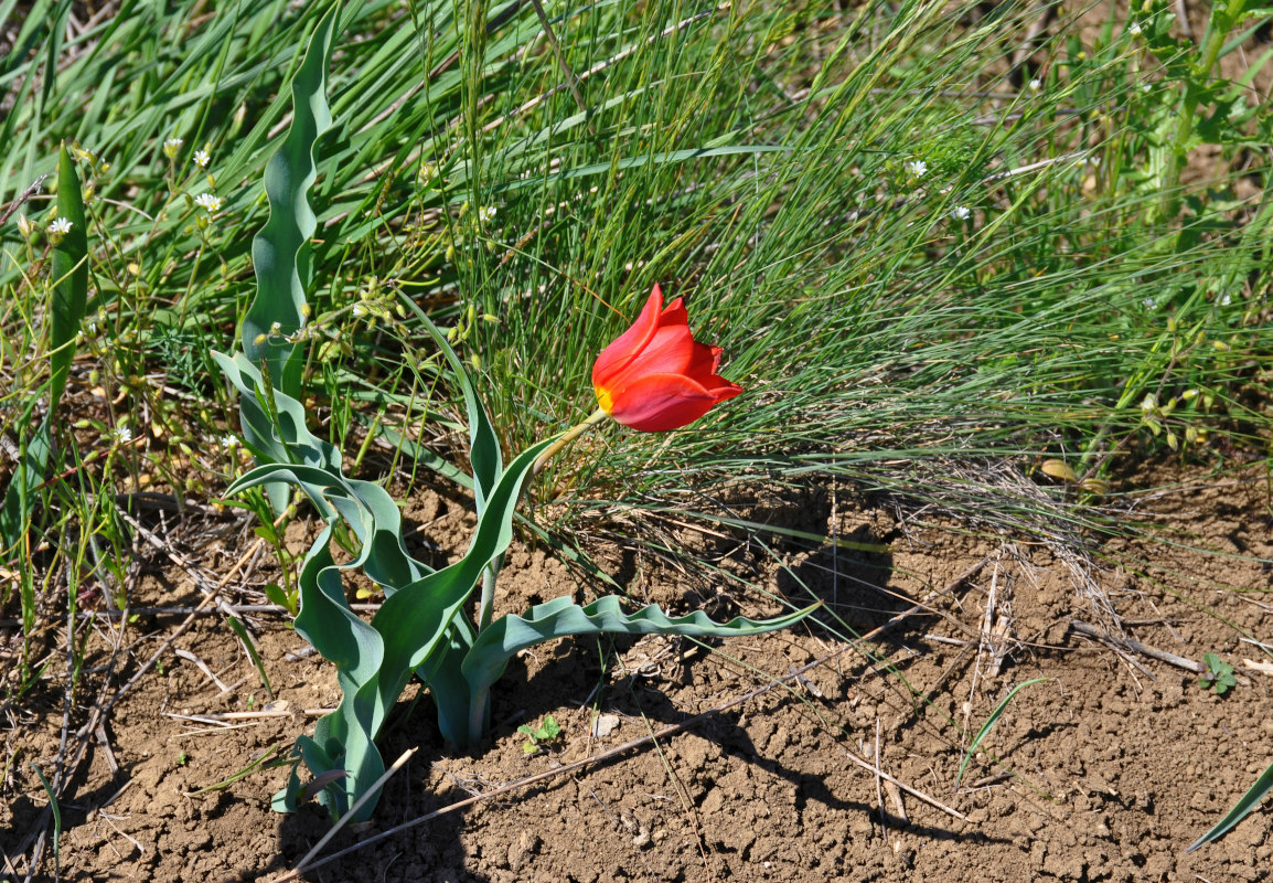 Image of Tulipa suaveolens specimen.