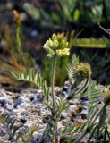 Oxytropis pilosa