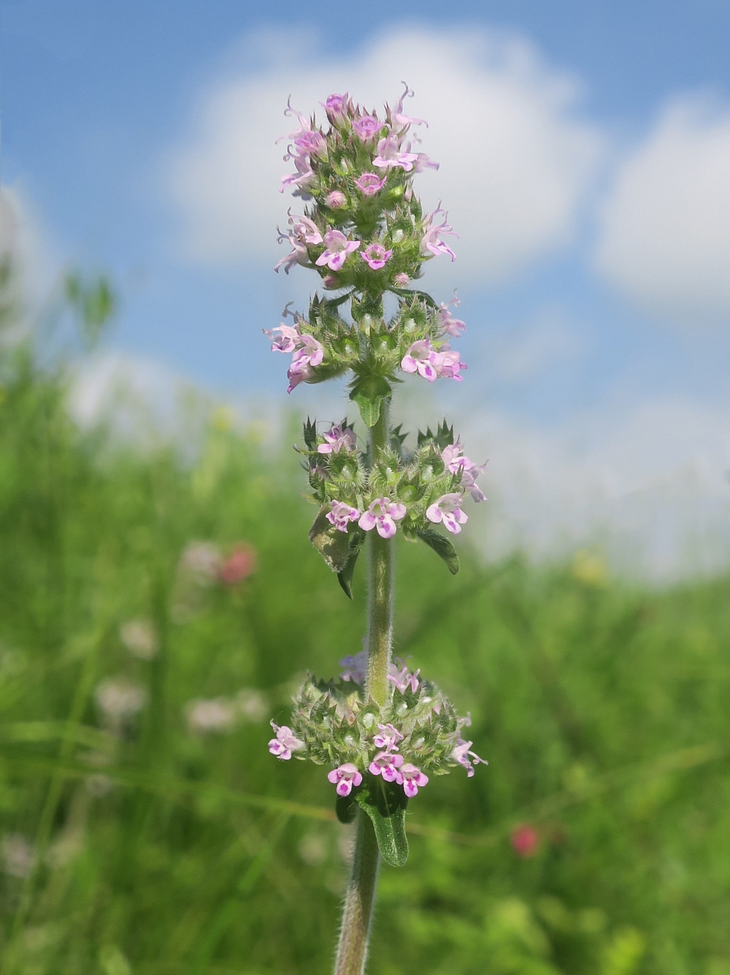 Изображение особи Thymus marschallianus.