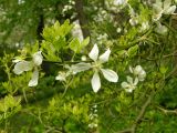 Poncirus trifoliata. Часть ветви с цветками. Австрия, г. Вена, ботанический сад при Бельведере. 28.04.2008.