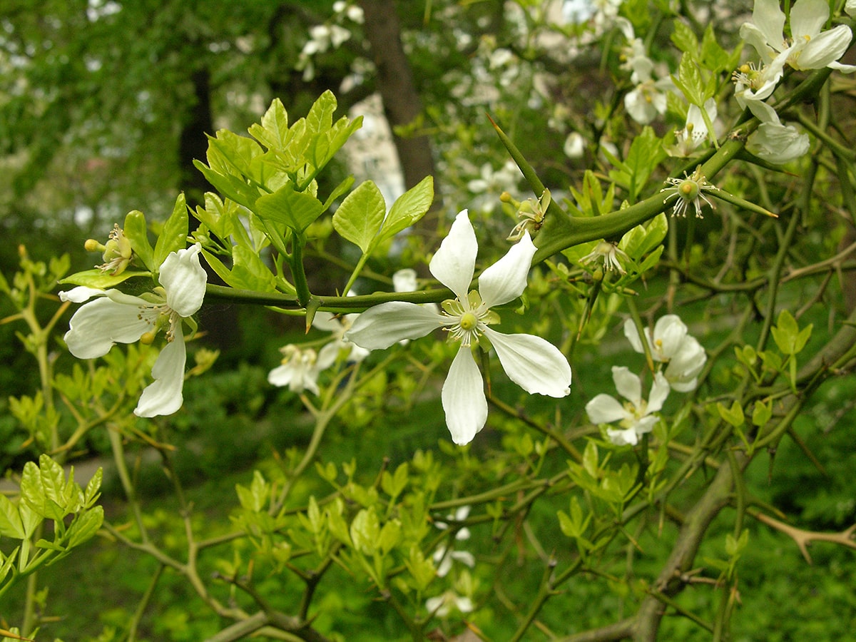 Image of Poncirus trifoliata specimen.