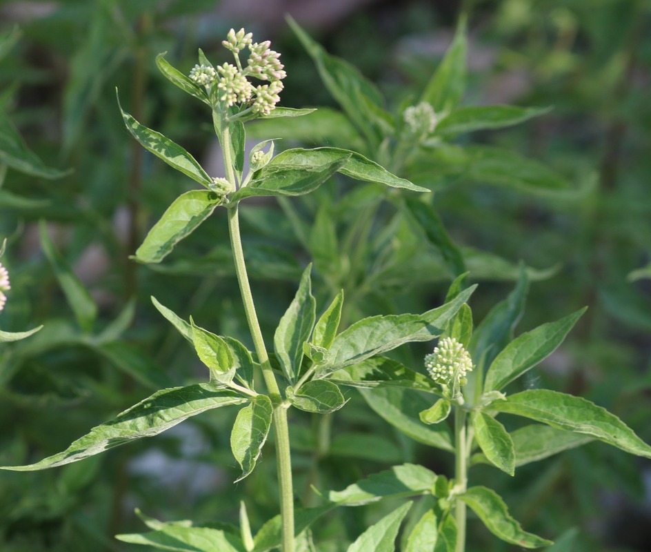 Изображение особи Eupatorium cannabinum.